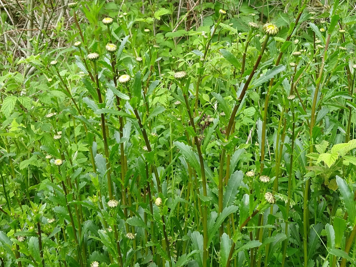 Leucanthemum ircutianum (Asteraceae)